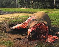 Militias, poachers wreak havoc on central Africa's wildlife: monitor