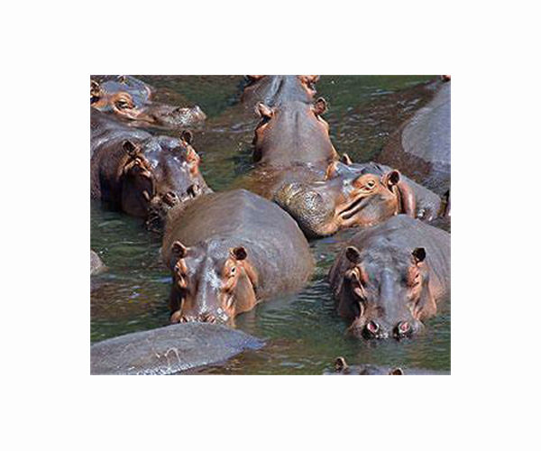 Colombia grapples with Escobar's hippopotamus legacy