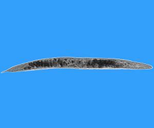 Nematodes with Pest-Fighting Potential Identified