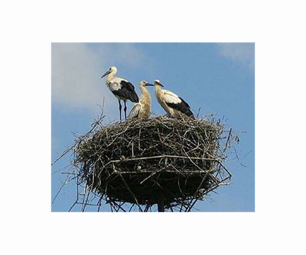 Storks give up migrating to live on landfill in Spain