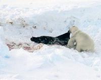 NOAA researcher says Arctic marine mammals are ecosystem sentinels