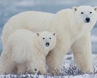 Climate change could slash polar bear numbers by 2050