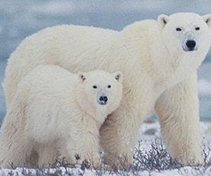 Polar bears older than previously thought: study