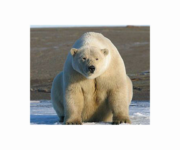 'Problematic' Greenland polar bear may be shot