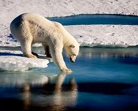 How polar bears find their prey