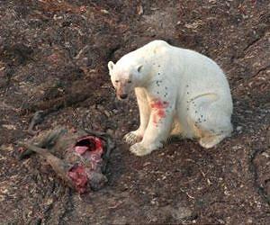 Polar bear diet changes as sea ice melts