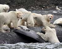 Ecologists: Alaska wildlife management threatens state's largest carnivores