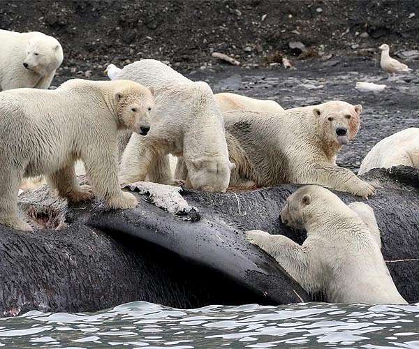 Scientists find new population of polar bears in sea-ice free region
