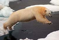 Russia To Make Polar Bear Hunting Legal