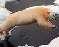 Canada's polar bears in dire straits: WWF