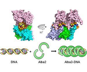 Crystal structure of archael chromatin clarified