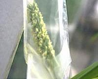 Grass pollen and allergen exposure set to rise