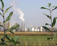 Can pollution help trees fight infection?