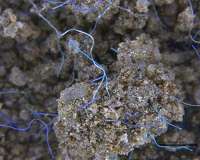 An underestimated threat: Land-based pollution with microplastics