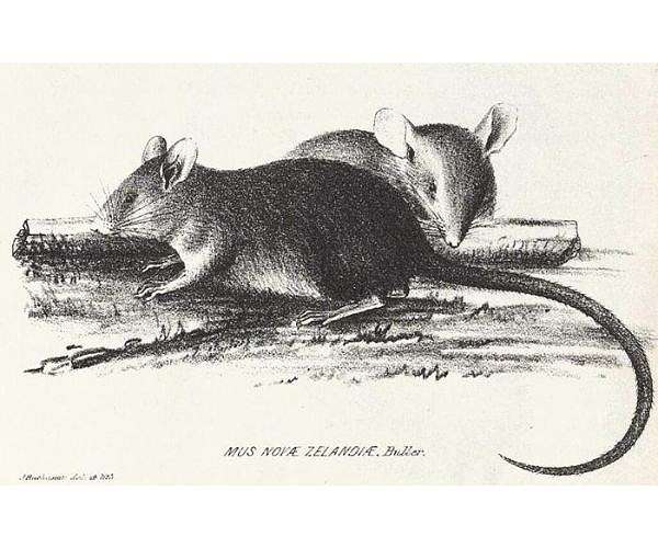 Rats played major role in Easter Island's deforestation, study reveals