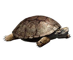 Polysternon isonae, a new species of turtle that lived with dinosaurs in Isona