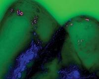Microplastics worse for crabs and other marine life than previously thought