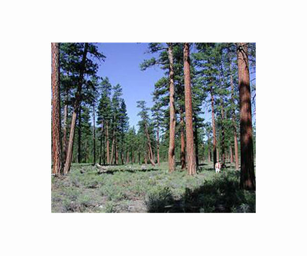 Future forests will have smaller trees and soak up less carbon, study suggests