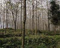 Poplar study shows trees can be genetically engineered not to spread