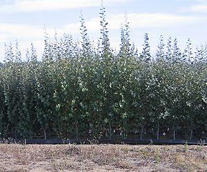 Semi-dwarf trees may enable a green revolution for some forest crop