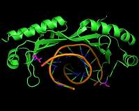 Study IDs link between sugar signaling and regulation of oil production in plants