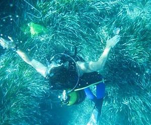 Posidonia Meadows Reflect Pollution Levels In The Mediterranean