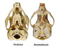 Human skull evolved along with two-legged walking, study confirms