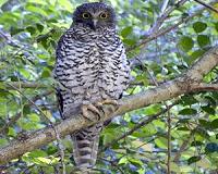 GPS technology keeps eagle eye on elusive powerful owls