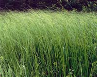 Prairie Cordgrass For Cellulosic Ethanol Production