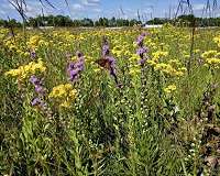 Strategies for growing biomass for fuel can have multiple benefits