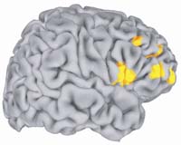 Culture Influences Brain Function