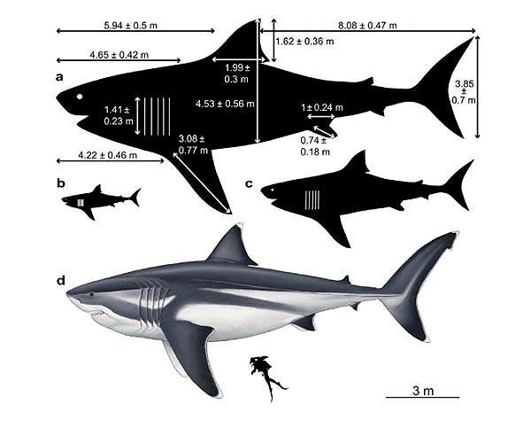 True size of prehistoric mega-shark finally revealed