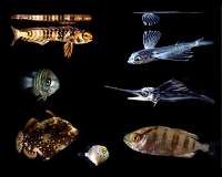Biologists publish first global map of fish genetic diversity