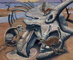 Last dinosaur before mass extinction discovered
