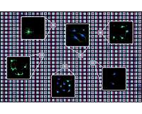 New technique 'prints' cells to create diverse biological environments