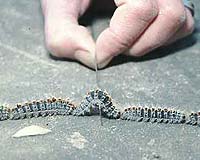 Belgian Troops Deployed To Battle Marauding Caterpillars