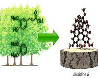 Wood instead of petroleum: Producing chemical substances solely from renewable resources