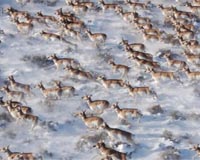 Wiping Out The World's Mass Migrations