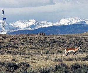 Gas development linked to wildlife habitat loss