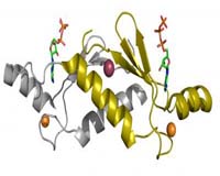 New Wrinkle In Evolution With Man-Made Proteins