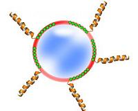 Happily ever after: Scientists arrange protein-nanoparticle marriage