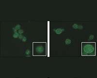 Scientists discover how to protect yeast from damage in biofuel production