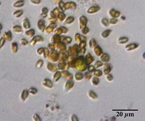 They hunt, they kill, they cheat: Single-celled algae shed light on social lives of microbes