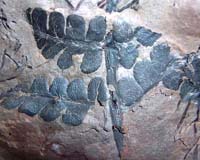 First Rainforest Unearthed