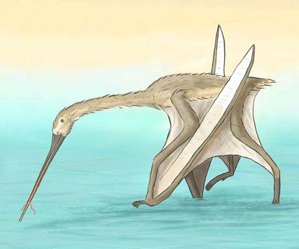 Beak bone reveals pterosaur like no other