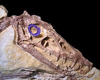 Pterosaurs went out with a bang, not a whimper