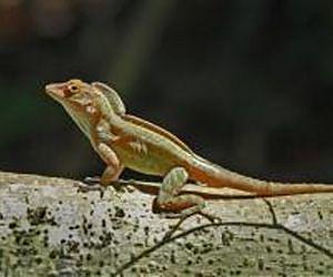 Rapid Changes in Climate Don't Slow Some Lizards