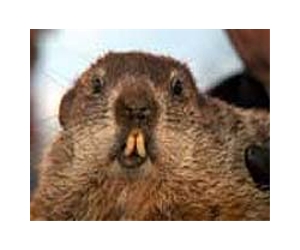 US winter to last six more weeks: groundhog