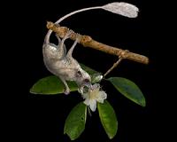 Oldest primate lived in trees