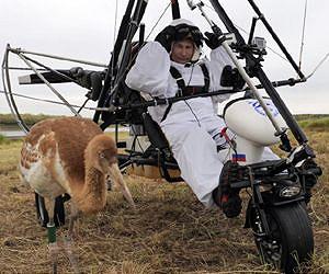 Birdman Putin flies with rare cranes over Siberia